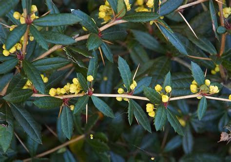 berberis julianae nc extension